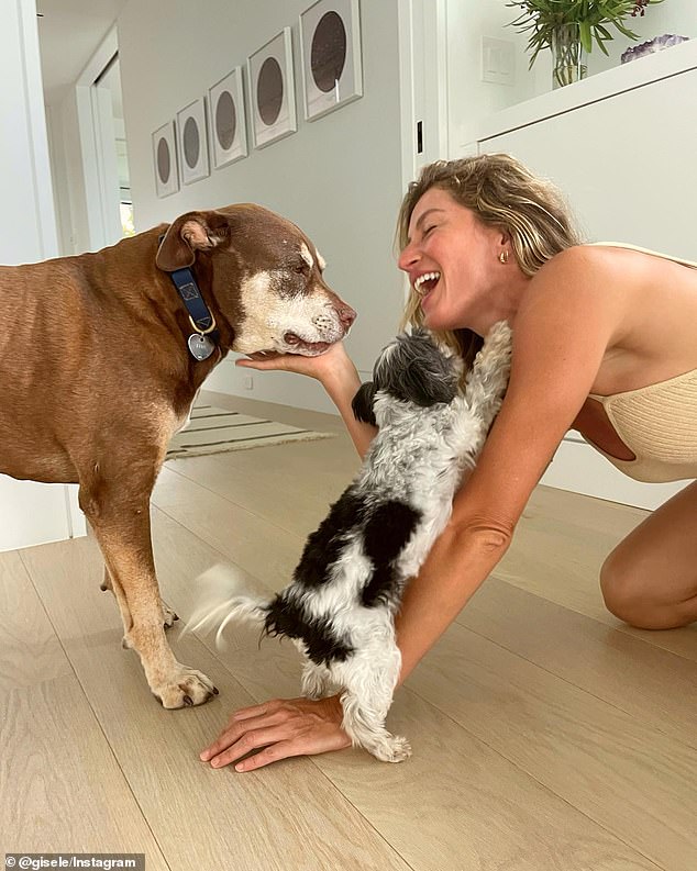 Brady Adopted Lua (Left) With His Now-Ex-Wife Gisele Bundchen (Right) In 2014 And Another Dog, Fluffy (Center), In 2016. Lua Passed Away In 2023, Shortly After The Couple's Divorce
