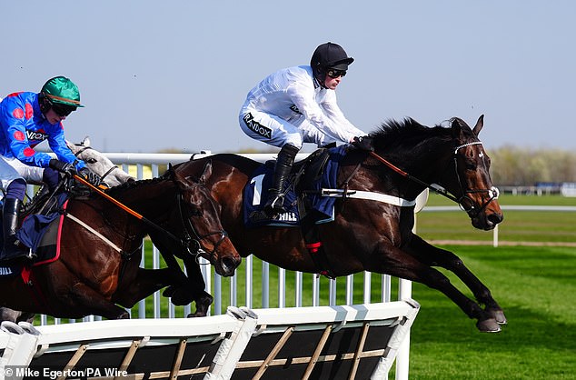 Constitution Hill Has Plenty To Prove, Particularly In The Jumping Department