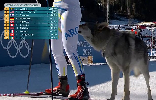 One Athlete Had A Close Encounter With The Pooch On The Slopes In Italy