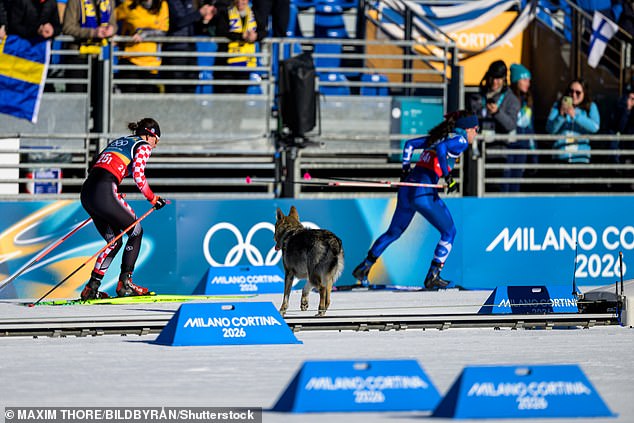 The Dog Interrupted The Race - With One Commentator Calling It A Potential 'Disaster'