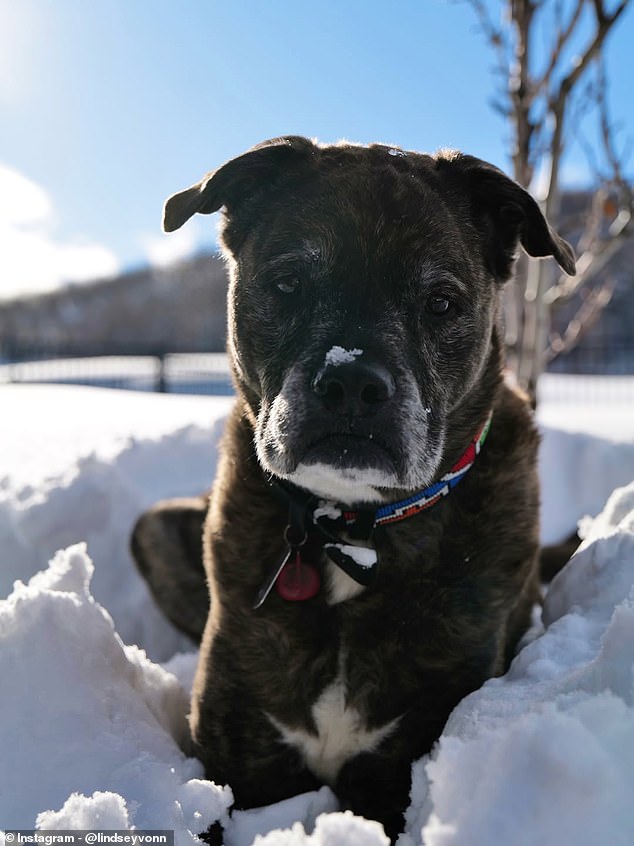 Vonn Rescued Leo, Who Died After A Battle With Lung Cancer, From An Animal Shelter Back In 2014