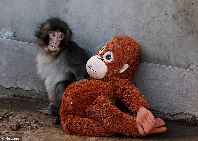 A Photo Of Punch Clinging To An Orangutan Soft Toy, After Being Abandoned By His Mother, Went Viral On X And Has Attracted Millions Of Sympathetic Fans Online