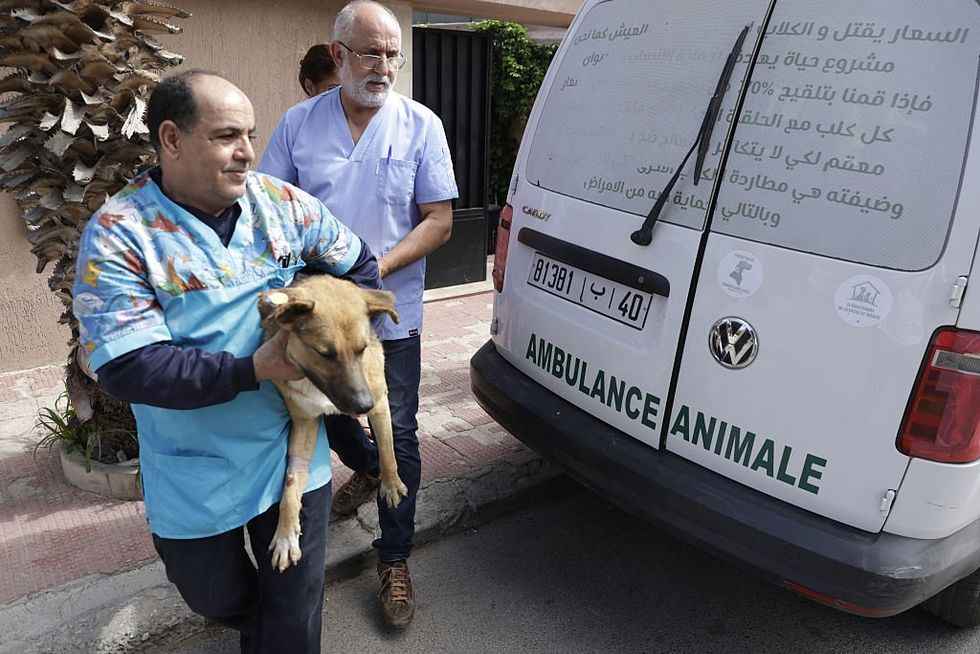 Animal Welfare Organisations Have Gathered Photographic Evidence And Documentation Suggesting That Mass Killings Are Already Underway