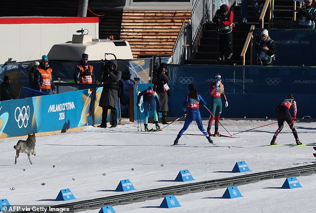 A Wolf-Like Dog Appeared On The Track And Began Chasing After Some Of The Competitors